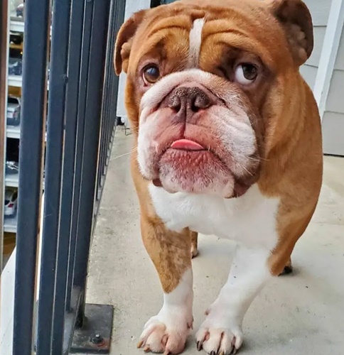 Dogilike.com ::  Big Poppa ҡ蹡Ѻ ;Դ-19!