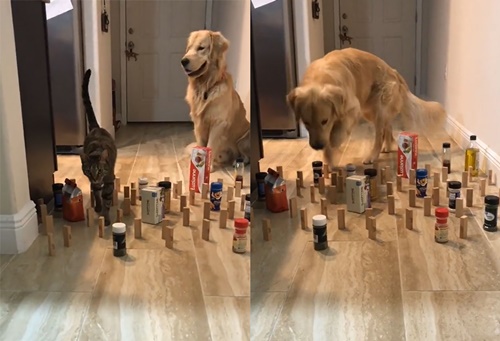 Dogilike.com ::  Źش! 觡մҧ ǡҷẺ