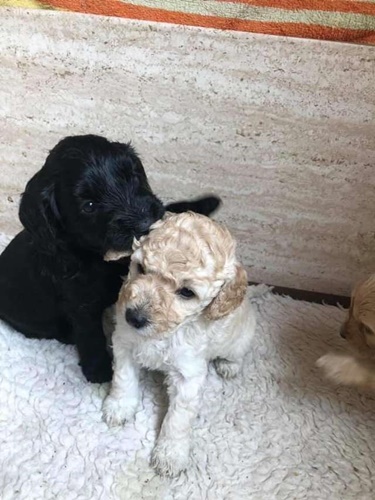 Dogilike.com :: ! 2 ٺ˹ҡѹԹ ѹ繾ͧѹ