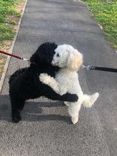 Dogilike.com :: ! 2 ٺ˹ҡѹԹ ѹ繾ͧѹ