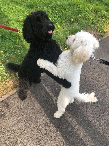 Dogilike.com :: ! 2 ٺ˹ҡѹԹ ѹ繾ͧѹ