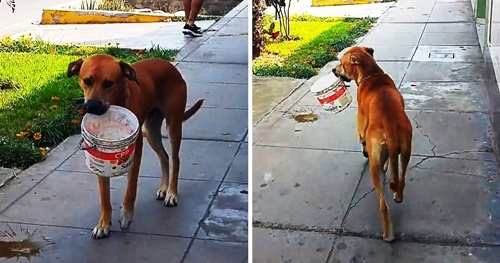 Dogilike.com :: ͹Ѵ! ¤ԻҨùʧԹҺѧ͹ӡԹ 