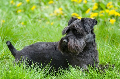 Dogilike.com :: จัดอันดับ 5 สายพันธุ์น้องหมาขนสีดำ น่ารักละลายใจคนทั่วโลก!