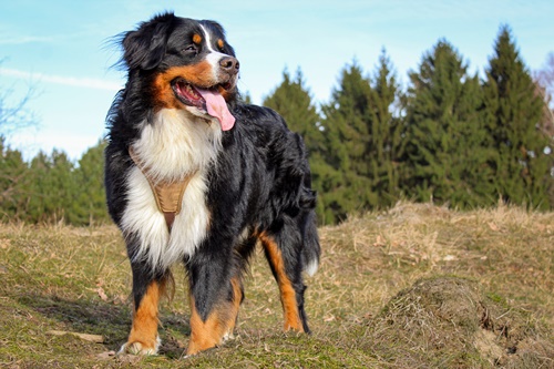 Dogilike.com :: จัดอันดับ 5 สายพันธุ์น้องหมาขนสีดำ น่ารักละลายใจคนทั่วโลก!