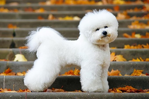 จัดอันดับ 5 สายพันธุ์น้องหมาขนหยิก น่ารักน่ากอด! | Dogilike.Com