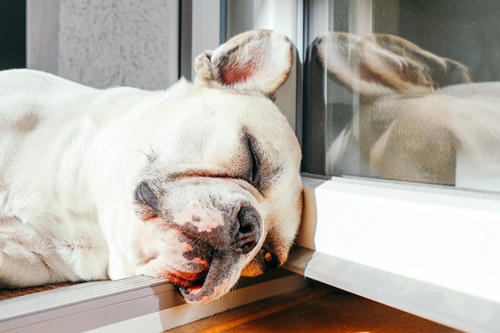 Dogilike.com :: ชวนหาคำตอบ น้องหมานอนหลับทั้งวันผิดปกติไหมนะ?