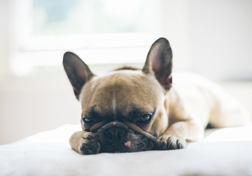 Dogilike.com :: ชวนหาคำตอบ น้องหมานอนหลับทั้งวันผิดปกติไหมนะ?