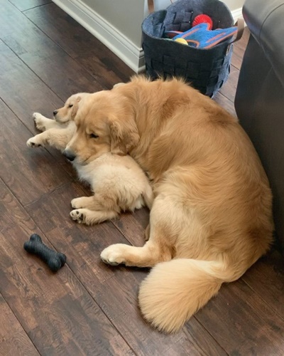 Dogilike.com :: ع! 3 ϪͺѺѹ͹˹ع ѡԴѺʹ