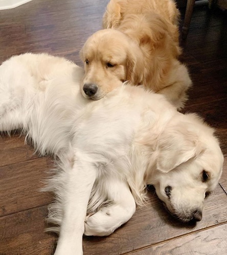 Dogilike.com :: ع! 3 ϪͺѺѹ͹˹ع ѡԴѺʹ