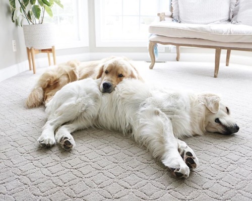 Dogilike.com :: ع! 3 ϪͺѺѹ͹˹ع ѡԴѺʹ