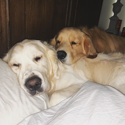 Dogilike.com :: ع! 3 ϪͺѺѹ͹˹ع ѡԴѺʹ