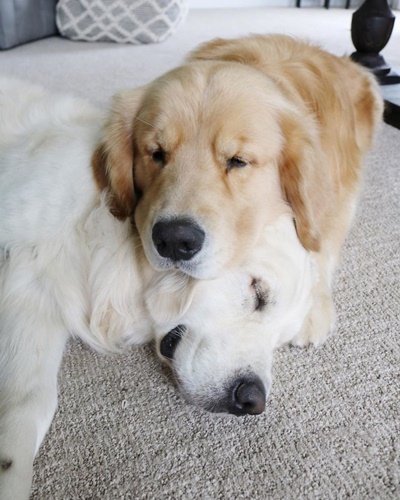 Dogilike.com :: ع! 3 ϪͺѺѹ͹˹ع ѡԴѺʹ