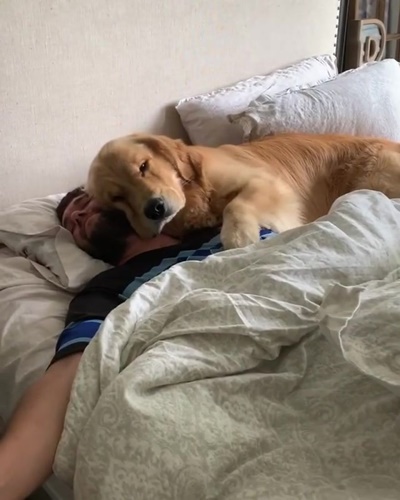 Dogilike.com :: ع! 3 ϪͺѺѹ͹˹ع ѡԴѺʹ