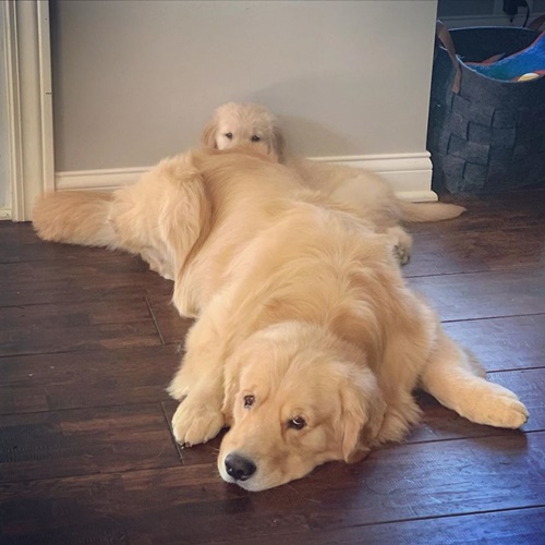 Dogilike.com :: ع! 3 ϪͺѺѹ͹˹ع ѡԴѺʹ