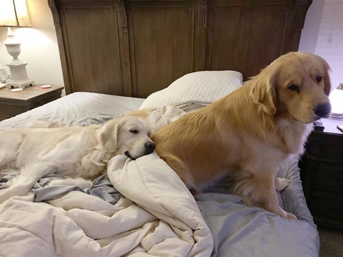 Dogilike.com :: ع! 3 ϪͺѺѹ͹˹ع ѡԴѺʹ