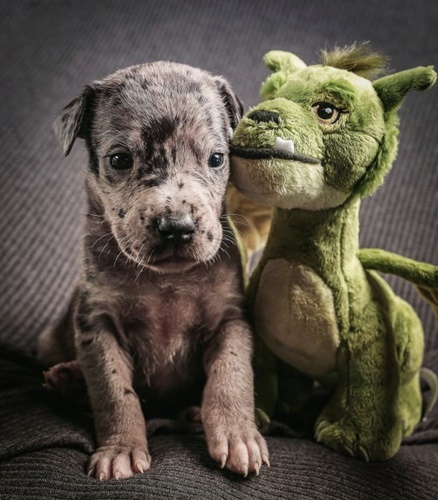 Dogilike.com :: หนูรักของหนู! เกรทเดนติดตุ๊กตาตั้งแต่เด็กจนโต 3 ปีไม่เคยห่างกัน