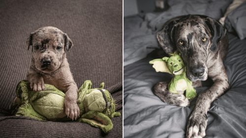 Dogilike.com :: หนูรักของหนู! เกรทเดนติดตุ๊กตาตั้งแต่เด็กจนโต 3 ปีไม่เคยห่างกัน