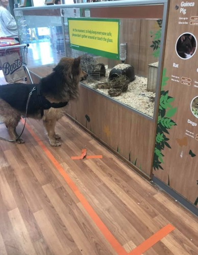 Dogilike.com :: ѡ! ٺѡ˹ٵ ͺҷҹѵ§