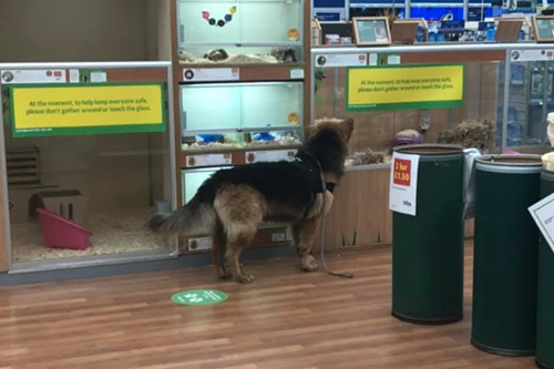 Dogilike.com :: ѡ! ٺѡ˹ٵ ͺҷҹѵ§
