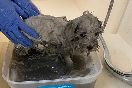 Dogilike.com :: ѧɾѺͺ١عѢ ѧͧ鹪ǧԴ-19 