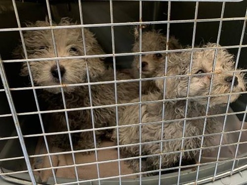 Dogilike.com :: ѧɾѺͺ١عѢ ѧͧ鹪ǧԴ-19 