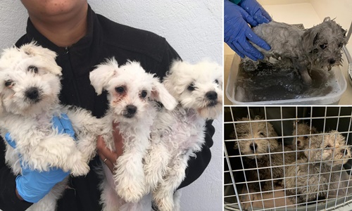 Dogilike.com :: ѧɾѺͺ١عѢ ѧͧ鹪ǧԴ-19 