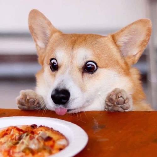 Dogilike.com :: ᨡʴ!  Gen ˹ҷ鹷㨼餹价š