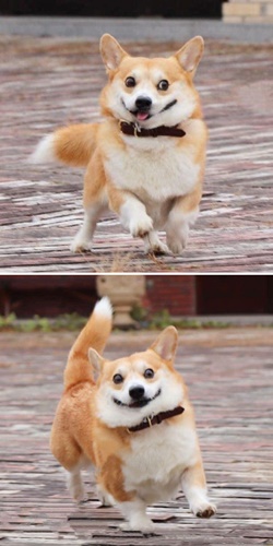 Dogilike.com :: ᨡʴ!  Gen ˹ҷ鹷㨼餹价š