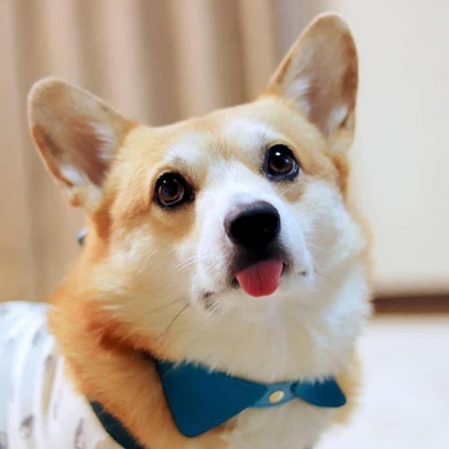 Dogilike.com :: ᨡʴ!  Gen ˹ҷ鹷㨼餹价š
