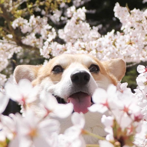 Dogilike.com :: ᨡʴ!  Gen ˹ҷ鹷㨼餹价š