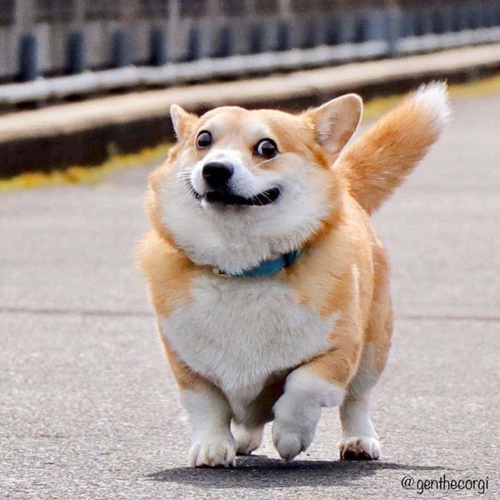 Dogilike.com :: ᨡʴ!  Gen ˹ҷ鹷㨼餹价š