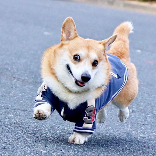Dogilike.com :: ᨡʴ!  Gen ˹ҷ鹷㨼餹价š