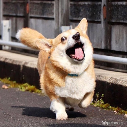 Dogilike.com :: ᨡʴ!  Gen ˹ҷ鹷㨼餹价š