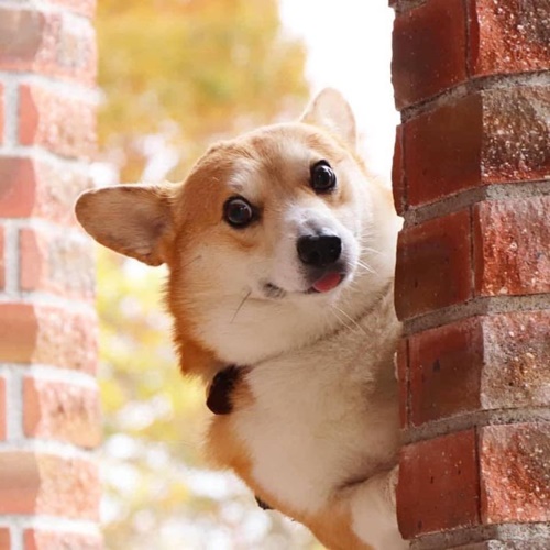 Dogilike.com :: ᨡʴ!  Gen ˹ҷ鹷㨼餹价š