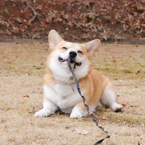Dogilike.com :: ᨡʴ!  Gen ˹ҷ鹷㨼餹价š