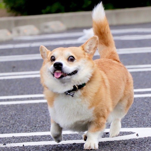 Dogilike.com :: ᨡʴ!  Gen ˹ҷ鹷㨼餹价š