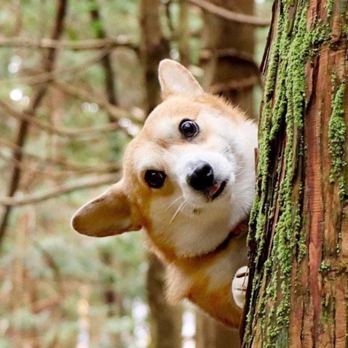 Dogilike.com :: ᨡʴ!  Gen ˹ҷ鹷㨼餹价š