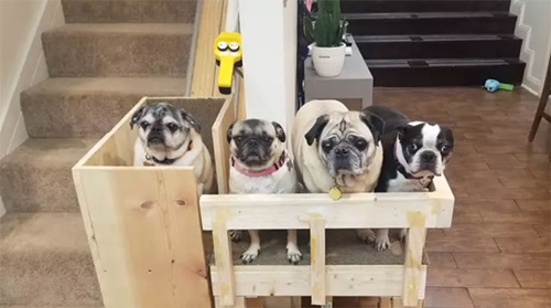 Dogilike.com :: Ңͧҹҹ ·Կٺ٧¢鹺ҹ¢!