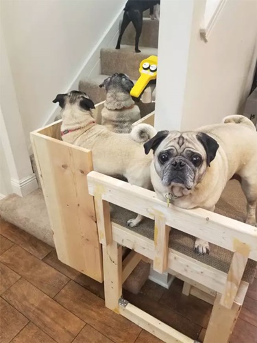 Dogilike.com :: Ңͧҹҹ ·Կٺ٧¢鹺ҹ¢!