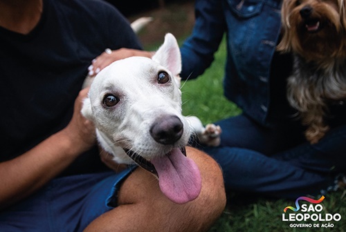 Dogilike.com :: TinTin หมาขาพิการถูกเจ้าของทอดทิ้ง วันนี้ได้บ้านใหม่แล้ว!