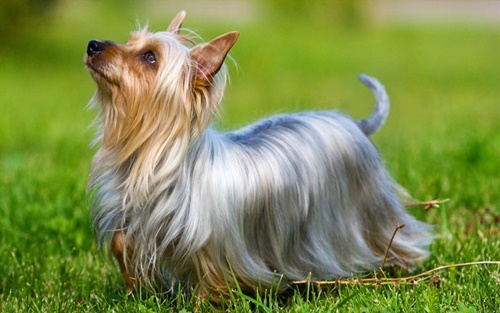 จัดอันดับ 5 สายพันธุ์น้องหมาขนยาวสวยที่ทุกคนต้องอิจฉา | Dogilike.Com