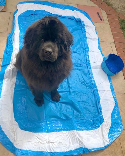 Dogilike.com :: ç! Ңͧشйٺҹ ͧ͢ԧѺẺ