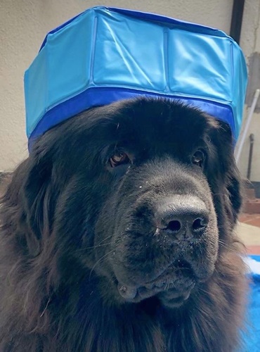 Dogilike.com :: ç! Ңͧشйٺҹ ͧ͢ԧѺẺ