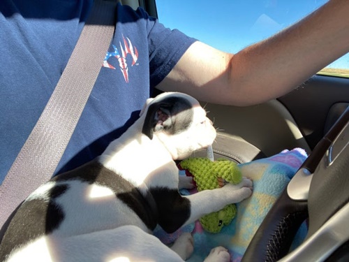 Dogilike.com :: Ūǹ! Ҿ س з͡Ҩ§