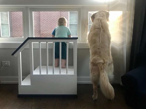 Dogilike.com :: ѡҡ! سҧ鹺ѹ䴨١ǹ͡ҹѺ