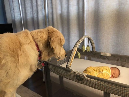 Dogilike.com :: ѡҡ! سҧ鹺ѹ䴨١ǹ͡ҹѺ