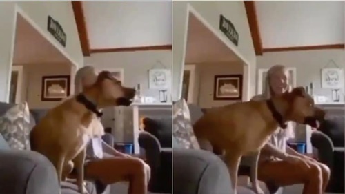 Dogilike.com :: Թش! ٺԹ觢ѹ ˹ѡҡѧ价š (դԻ)