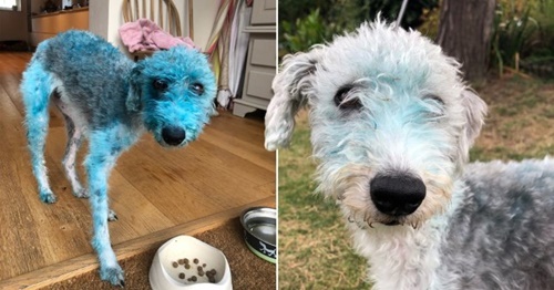 Dogilike.com :: Ң᷺ͧ! ٺҵǡ駺ҾҴչѹẺ