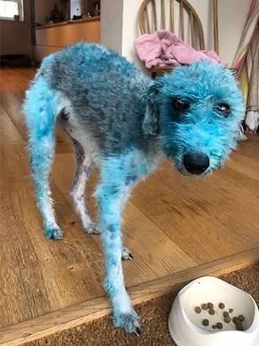 Dogilike.com :: Ң᷺ͧ! ٺҵǡ駺ҾҴչѹẺ