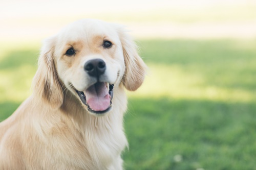 น้ำมันมะพร้าว ช่วยลดอาการคันในน้องหมาได้จริงมั้ยนะ? | Dogilike.com